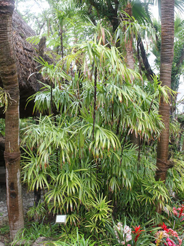 Rhapis humilis