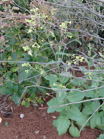 Nicotiana alata