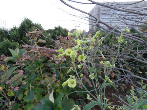 Nicotiana alata