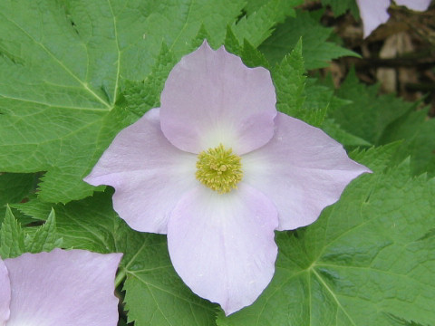 Glaucidium palmatum