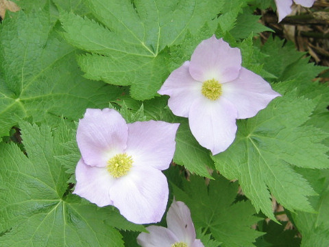 Glaucidium palmatum