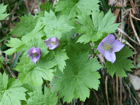 Glaucidium palmatum