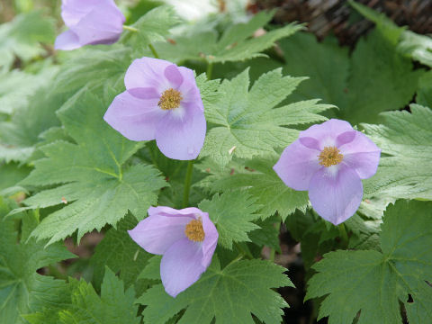 Glaucidium palmatum