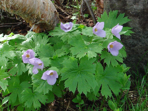 Glaucidium palmatum