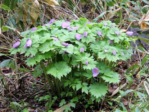 Glaucidium palmatum