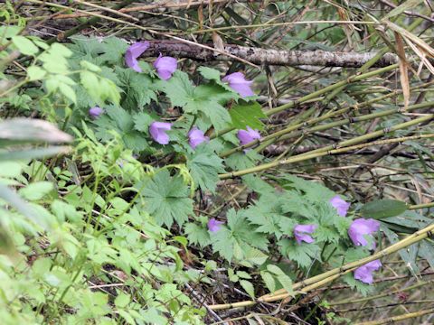 Glaucidium palmatum