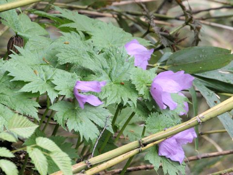 Glaucidium palmatum