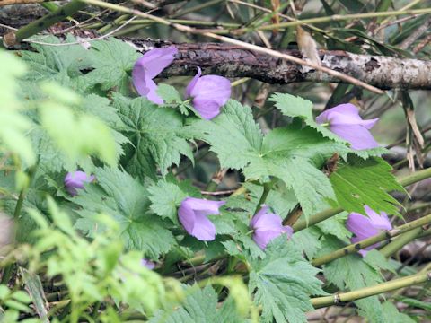 Glaucidium palmatum