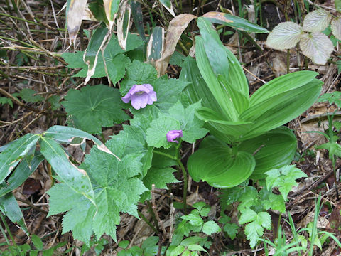 Glaucidium palmatum