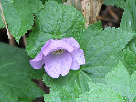 Glaucidium palmatum