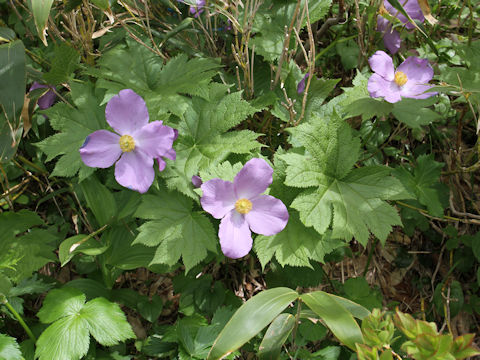 Glaucidium palmatum