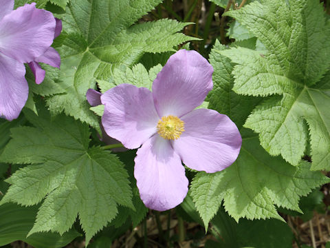 Glaucidium palmatum