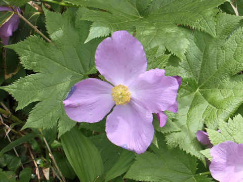 Glaucidium palmatum