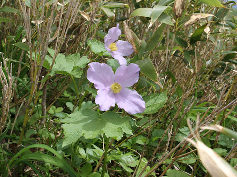 Glaucidium palmatum