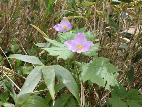 Glaucidium palmatum