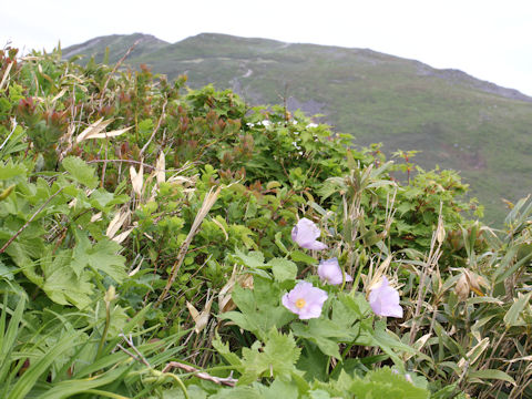 Glaucidium palmatum