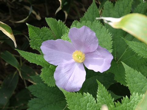 Glaucidium palmatum