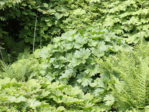 Glaucidium palmatum