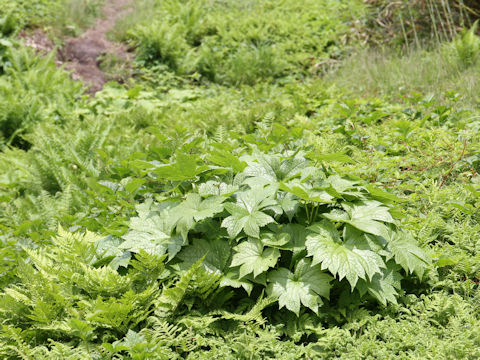 Glaucidium palmatum