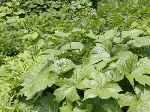 Glaucidium palmatum