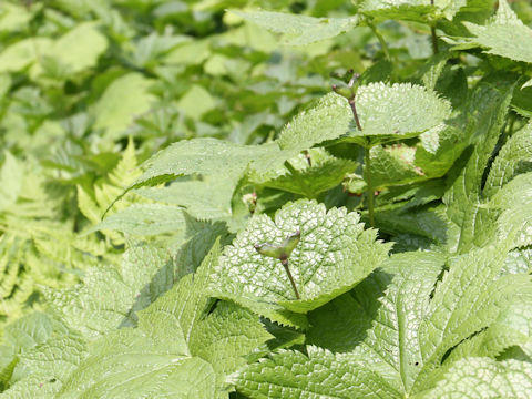 Glaucidium palmatum