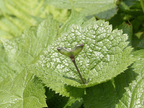 Glaucidium palmatum