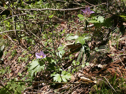 Glaucidium palmatum