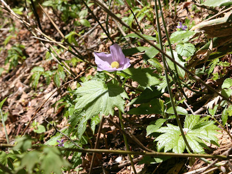 Glaucidium palmatum