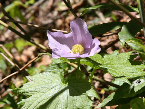 Glaucidium palmatum