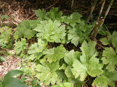 Glaucidium palmatum