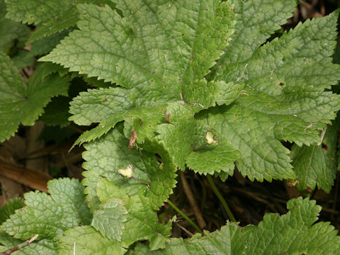 Glaucidium palmatum