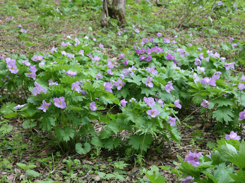 Glaucidium palmatum