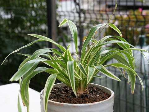 Chlorophytum bichetii