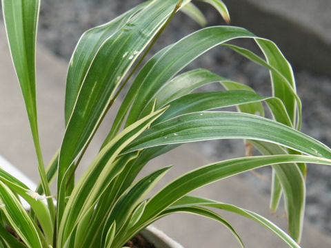 Chlorophytum bichetii