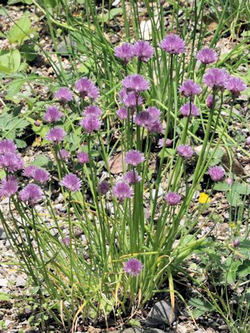 Allium schoenoprasum var. orientale