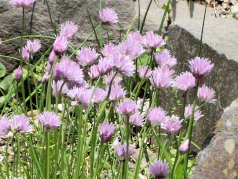 Allium schoenoprasum var. orientale