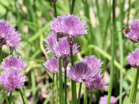 Allium schoenoprasum var. orientale