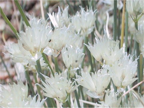 Allium schoenoprasum var. orientale