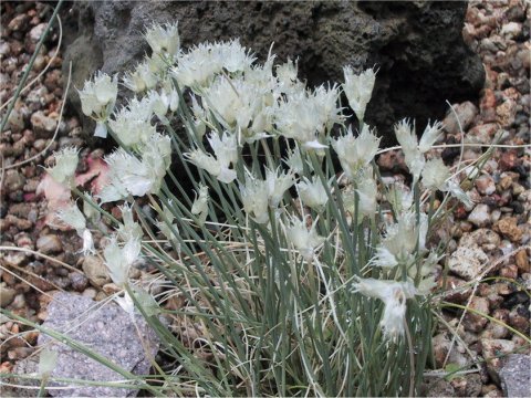 Allium schoenoprasum var. orientale