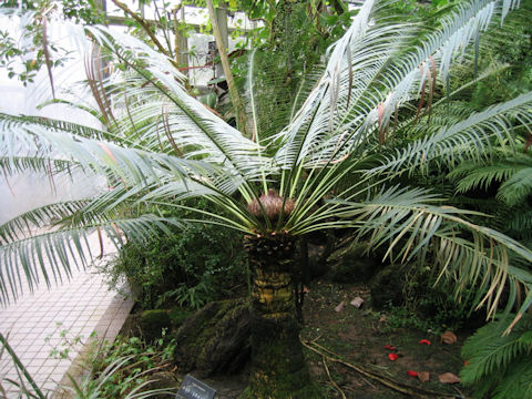 Cycas siamensis