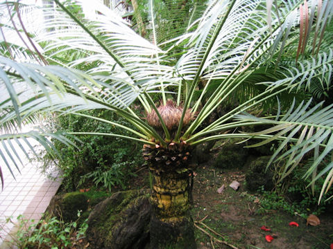 Cycas siamensis