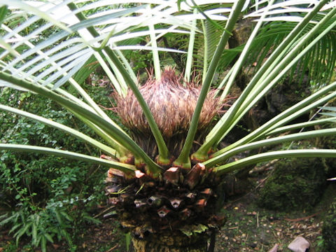 Cycas siamensis