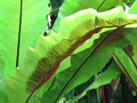 Asplenium nidus cv. Avis