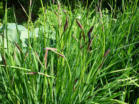 Iris sibirica x sanguinea