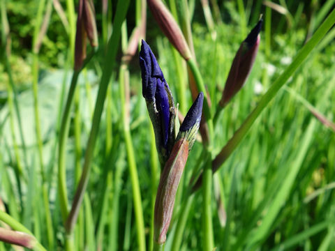 Iris sibirica x sanguinea