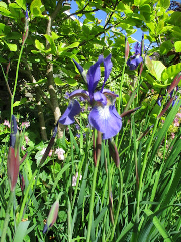 Iris sibirica x sanguinea