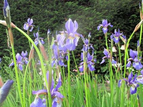 Iris sibirica x sanguinea