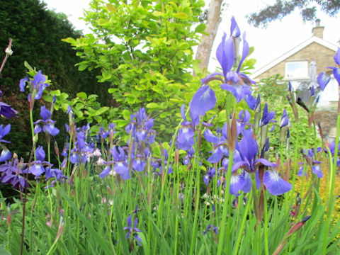 Iris sibirica x sanguinea