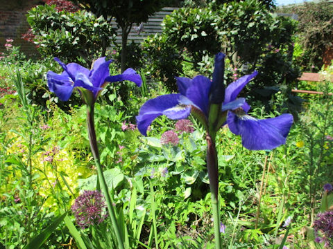 Iris sibirica x sanguinea