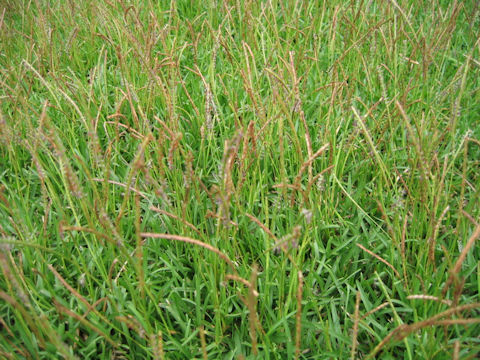 Zoysia japonica